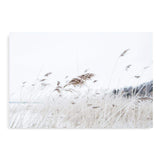 Reeds In The Breeze-The Paper Tree-beach,boho,coast,coastal,grass,hamptons,nature,neutral,pampas grass,premium art print,reeds,sand,shore,tall grass,wall art,Wall_Art,Wall_Art_Prints