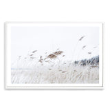 Reeds In The Breeze-The Paper Tree-beach,boho,coast,coastal,grass,hamptons,nature,neutral,pampas grass,premium art print,reeds,sand,shore,tall grass,wall art,Wall_Art,Wall_Art_Prints