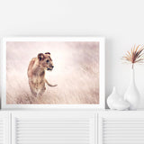 Lion On The Prowl-The Paper Tree-Africa,African,Animal,boho,cat,hunt,Hunting,landscape,leo,lion,nature,neutral,premium art print,TAN,wall art,Wall_Art,Wall_Art_Prints