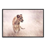 Lion On The Prowl-The Paper Tree-Africa,African,Animal,boho,cat,hunt,Hunting,landscape,leo,lion,nature,neutral,premium art print,TAN,wall art,Wall_Art,Wall_Art_Prints