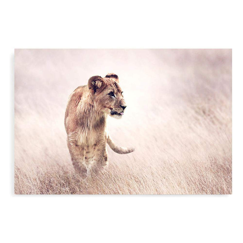 Lion On The Prowl-The Paper Tree-Africa,African,Animal,boho,cat,hunt,Hunting,landscape,leo,lion,nature,neutral,premium art print,TAN,wall art,Wall_Art,Wall_Art_Prints