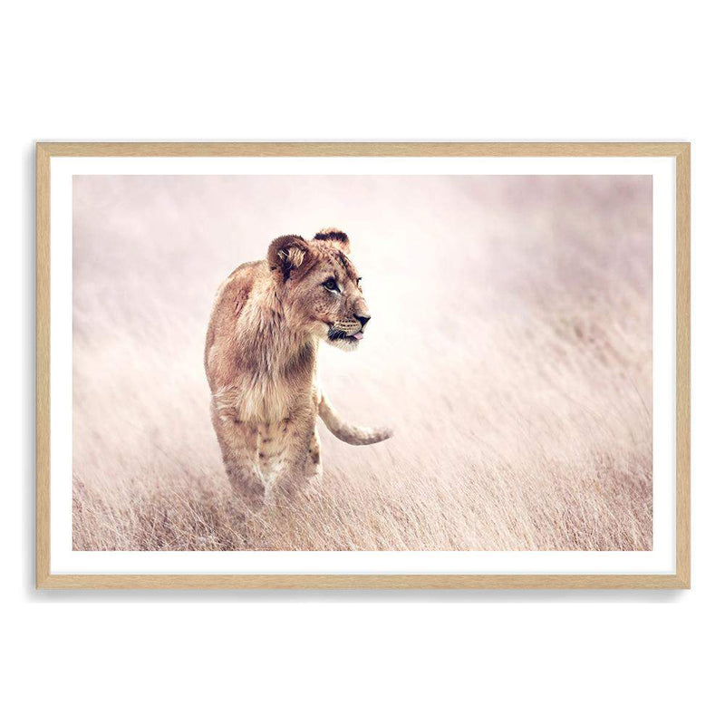 Lion On The Prowl-The Paper Tree-Africa,African,Animal,boho,cat,hunt,Hunting,landscape,leo,lion,nature,neutral,premium art print,TAN,wall art,Wall_Art,Wall_Art_Prints