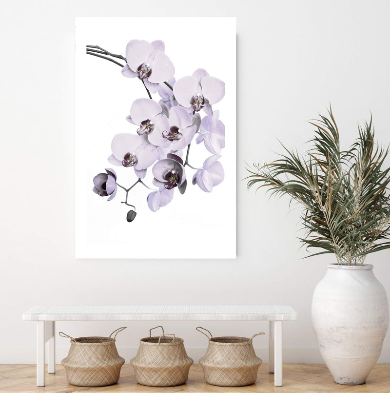 White Orchid Floral-The Paper Tree-floral,flower,flowers,hamptons,neutral,orchid,orchid flower,painted,portrait,premium art print,wall art,Wall_Art,Wall_Art_Prints,WHITE,white flower,white flowers,white orchid