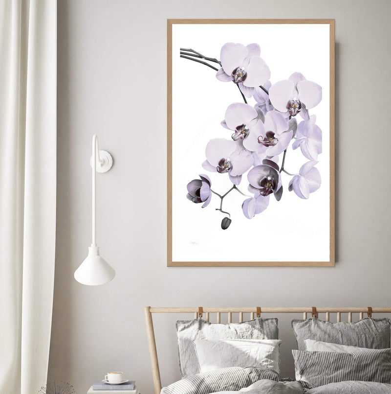 White Orchid Floral-The Paper Tree-floral,flower,flowers,hamptons,neutral,orchid,orchid flower,painted,portrait,premium art print,wall art,Wall_Art,Wall_Art_Prints,WHITE,white flower,white flowers,white orchid