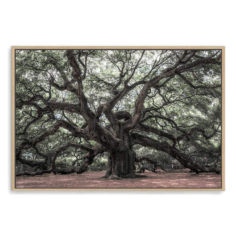 The Oak Tree-The Paper Tree-botanical,forest,landscape,leaf,leaves,magical,muted tone,nature,oak,oak tree,pathway,premium art print,tree,trees,wall art,Wall_Art,Wall_Art_Prints,woods