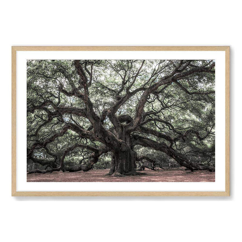 The Oak Tree-The Paper Tree-botanical,forest,landscape,leaf,leaves,magical,muted tone,nature,oak,oak tree,pathway,premium art print,tree,trees,wall art,Wall_Art,Wall_Art_Prints,woods