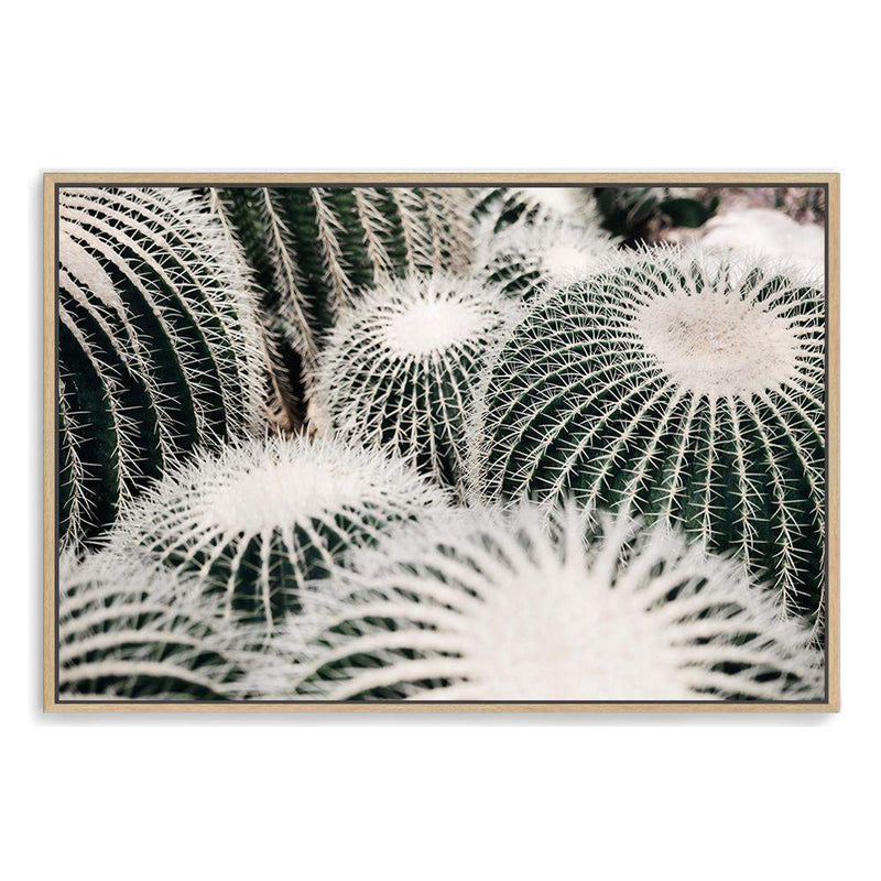 Golden Barrel Cactus-The Paper Tree-boho,botanical,cacti,cactus,cluster,desert,golden barrel cactus,green,landscape,muted tone,plant,premium art print,texas,wall art,Wall_Art,Wall_Art_Prints