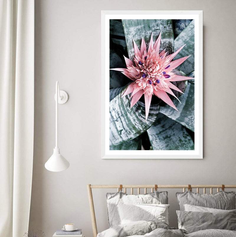 Pink Bromeliad Flower-The Paper Tree-botanical,bromeliad,bromeliad flower,floral,flower,flowers,pink bromeliad,portrait,premium art print,wall art,Wall_Art,Wall_Art_Prints