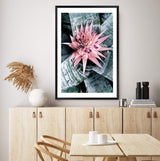 Pink Bromeliad Flower-The Paper Tree-botanical,bromeliad,bromeliad flower,floral,flower,flowers,pink bromeliad,portrait,premium art print,wall art,Wall_Art,Wall_Art_Prints