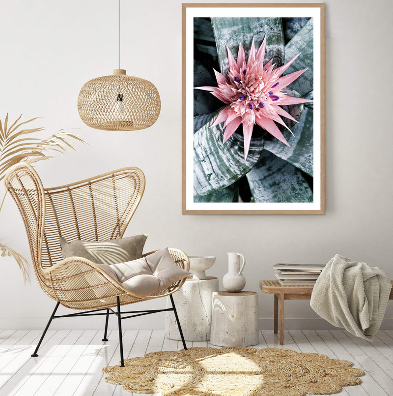 Pink Bromeliad Flower-The Paper Tree-botanical,bromeliad,bromeliad flower,floral,flower,flowers,pink bromeliad,portrait,premium art print,wall art,Wall_Art,Wall_Art_Prints