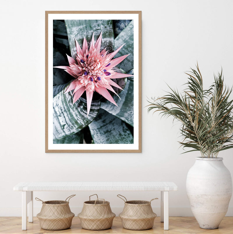 Pink Bromeliad Flower-The Paper Tree-botanical,bromeliad,bromeliad flower,floral,flower,flowers,pink bromeliad,portrait,premium art print,wall art,Wall_Art,Wall_Art_Prints