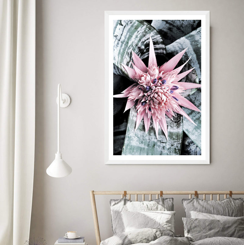 Pink Bromeliad Flower II-The Paper Tree-floral,flower,flowers,peach,portrait,premium art print,wall art,Wall_Art,Wall_Art_Prints,waratah,waratah flower