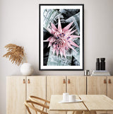 Pink Bromeliad Flower II-The Paper Tree-floral,flower,flowers,peach,portrait,premium art print,wall art,Wall_Art,Wall_Art_Prints,waratah,waratah flower