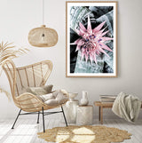 Pink Bromeliad Flower II-The Paper Tree-floral,flower,flowers,peach,portrait,premium art print,wall art,Wall_Art,Wall_Art_Prints,waratah,waratah flower