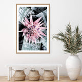 Pink Bromeliad Flower II-The Paper Tree-floral,flower,flowers,peach,portrait,premium art print,wall art,Wall_Art,Wall_Art_Prints,waratah,waratah flower