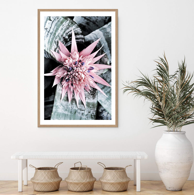 Pink Bromeliad Flower II-The Paper Tree-floral,flower,flowers,peach,portrait,premium art print,wall art,Wall_Art,Wall_Art_Prints,waratah,waratah flower