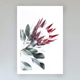 Set of 2 - Red King Protea  & No.2-The Paper Tree-Artwork,Floral,floral art print,floral art prints,floral artwork,floral print,flower,flower print,flower print sets,flowers,portrait,premium art print,protea,protea flower,protea flowers,protea print,red,red flower,red protea,red protea flower,wall art,Wall_Art,Wall_Art_Prints,wild flower,wild flowers