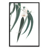 White Eucalyptus Flower-The Paper Tree-australian native,botanical,eucalyptus,flower,gum,gum leaves,hamptons,leaf,leaves,native,portrait,premium art print,wall art,Wall_Art,Wall_Art_Prints,white flower,wild flower