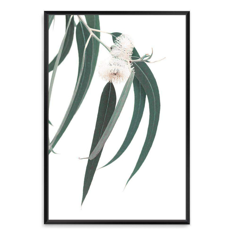 White Eucalyptus Flower-The Paper Tree-australian native,botanical,eucalyptus,flower,gum,gum leaves,hamptons,leaf,leaves,native,portrait,premium art print,wall art,Wall_Art,Wall_Art_Prints,white flower,wild flower