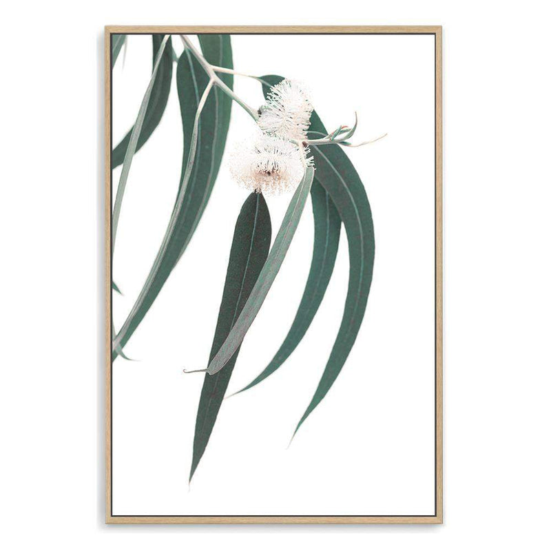 White Eucalyptus Flower-The Paper Tree-australian native,botanical,eucalyptus,flower,gum,gum leaves,hamptons,leaf,leaves,native,portrait,premium art print,wall art,Wall_Art,Wall_Art_Prints,white flower,wild flower