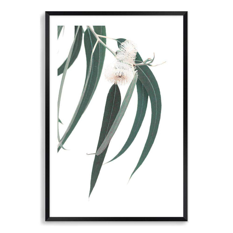 White Eucalyptus Flower-The Paper Tree-australian native,botanical,eucalyptus,flower,gum,gum leaves,hamptons,leaf,leaves,native,portrait,premium art print,wall art,Wall_Art,Wall_Art_Prints,white flower,wild flower