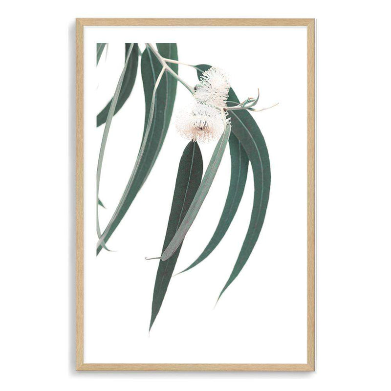 White Eucalyptus Flower-The Paper Tree-australian native,botanical,eucalyptus,flower,gum,gum leaves,hamptons,leaf,leaves,native,portrait,premium art print,wall art,Wall_Art,Wall_Art_Prints,white flower,wild flower