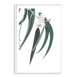 White Eucalyptus Flower-The Paper Tree-australian native,botanical,eucalyptus,flower,gum,gum leaves,hamptons,leaf,leaves,native,portrait,premium art print,wall art,Wall_Art,Wall_Art_Prints,white flower,wild flower