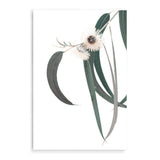 White Eucalyptus Flower II-The Paper Tree-australian native,botanical,eucalyptus,flower,gum,gum leaves,hamptons,leaf,leaves,native,portrait,premium art print,wall art,Wall_Art,Wall_Art_Prints,white flower,wild flower