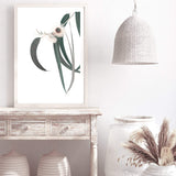 White Eucalyptus Flower II-The Paper Tree-australian native,botanical,eucalyptus,flower,gum,gum leaves,hamptons,leaf,leaves,native,portrait,premium art print,wall art,Wall_Art,Wall_Art_Prints,white flower,wild flower