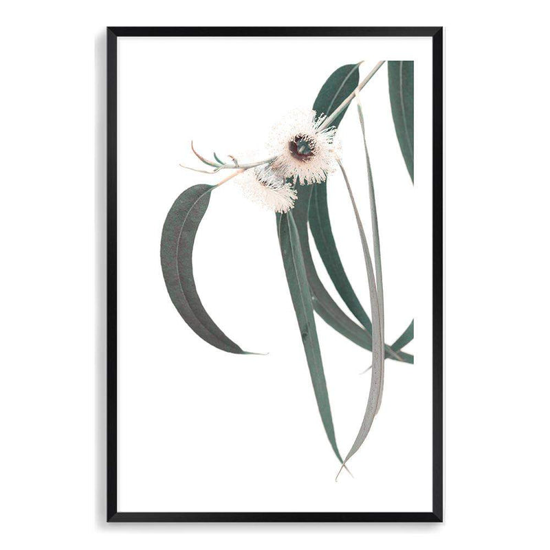 White Eucalyptus Flower II-The Paper Tree-australian native,botanical,eucalyptus,flower,gum,gum leaves,hamptons,leaf,leaves,native,portrait,premium art print,wall art,Wall_Art,Wall_Art_Prints,white flower,wild flower