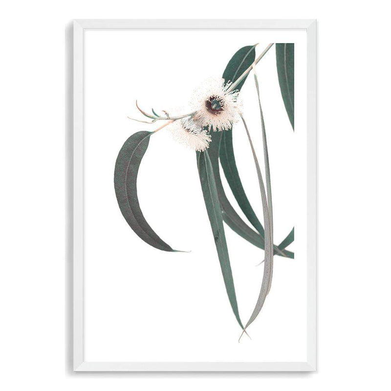 White Eucalyptus Flower II-The Paper Tree-australian native,botanical,eucalyptus,flower,gum,gum leaves,hamptons,leaf,leaves,native,portrait,premium art print,wall art,Wall_Art,Wall_Art_Prints,white flower,wild flower