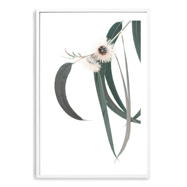 White Eucalyptus Flower II-The Paper Tree-australian native,botanical,eucalyptus,flower,gum,gum leaves,hamptons,leaf,leaves,native,portrait,premium art print,wall art,Wall_Art,Wall_Art_Prints,white flower,wild flower