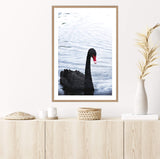 Black Swan III-The Paper Tree-animals,Art_Prints,Australian animals,australian art,BIRD,Birds,black,black & white,black and white,black swan,coastal,COASTAL ART,Designer,hamptons,lake,monochrome,nature,ocean,portrait,premium art print,swan,swans,wall art,Wall_Art,Wall_Art_Prints,water