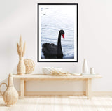 Black Swan III-The Paper Tree-animals,Art_Prints,Australian animals,australian art,BIRD,Birds,black,black & white,black and white,black swan,coastal,COASTAL ART,Designer,hamptons,lake,monochrome,nature,ocean,portrait,premium art print,swan,swans,wall art,Wall_Art,Wall_Art_Prints,water