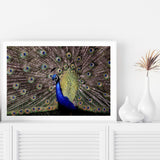 Percy The Peacock-The Paper Tree-animal,animals,Artwork,bird,blue,green,landscape,nature,PEACOCK,premium art print,wall art,Wall_Art,Wall_Art_Prints