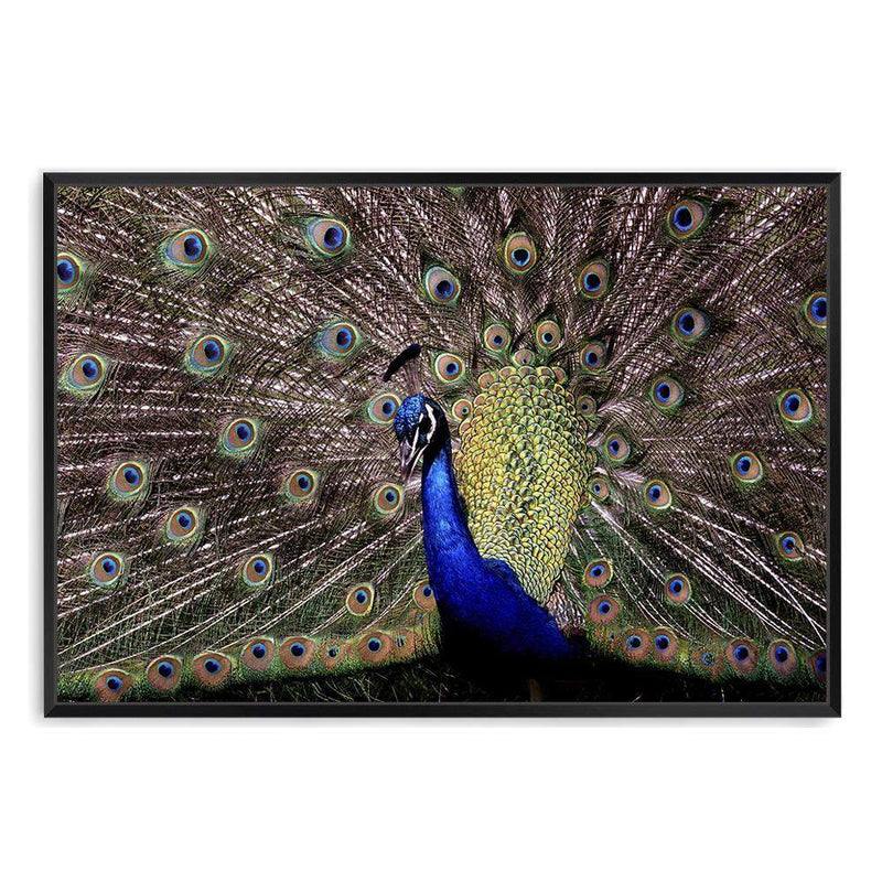 Percy The Peacock-The Paper Tree-animal,animals,Artwork,bird,blue,green,landscape,nature,PEACOCK,premium art print,wall art,Wall_Art,Wall_Art_Prints