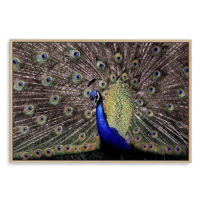 Percy The Peacock-The Paper Tree-animal,animals,Artwork,bird,blue,green,landscape,nature,PEACOCK,premium art print,wall art,Wall_Art,Wall_Art_Prints