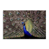 Percy The Peacock-The Paper Tree-animal,animals,Artwork,bird,blue,green,landscape,nature,PEACOCK,premium art print,wall art,Wall_Art,Wall_Art_Prints