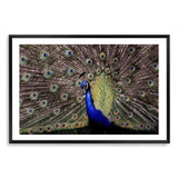 Percy The Peacock-The Paper Tree-animal,animals,Artwork,bird,blue,green,landscape,nature,PEACOCK,premium art print,wall art,Wall_Art,Wall_Art_Prints