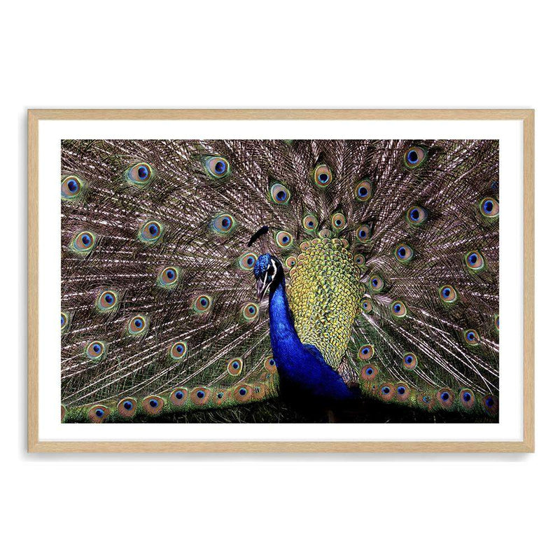 Percy The Peacock-The Paper Tree-animal,animals,Artwork,bird,blue,green,landscape,nature,PEACOCK,premium art print,wall art,Wall_Art,Wall_Art_Prints