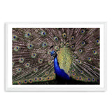 Percy The Peacock-The Paper Tree-animal,animals,Artwork,bird,blue,green,landscape,nature,PEACOCK,premium art print,wall art,Wall_Art,Wall_Art_Prints