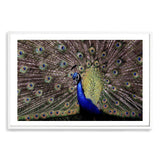 Percy The Peacock-The Paper Tree-animal,animals,Artwork,bird,blue,green,landscape,nature,PEACOCK,premium art print,wall art,Wall_Art,Wall_Art_Prints