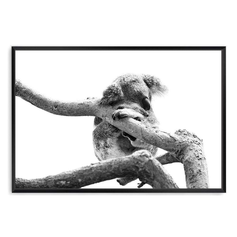 Sleeping Koala II-The Paper Tree-animal,australia,australian,australian native,australiana,black,black & white,hamptons,koala,koala bear,landscape,monochrome,nature,premium art print,wall art,Wall_Art,Wall_Art_Prints