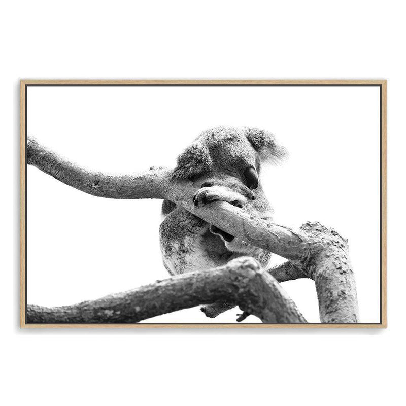 Sleeping Koala II-The Paper Tree-animal,australia,australian,australian native,australiana,black,black & white,hamptons,koala,koala bear,landscape,monochrome,nature,premium art print,wall art,Wall_Art,Wall_Art_Prints