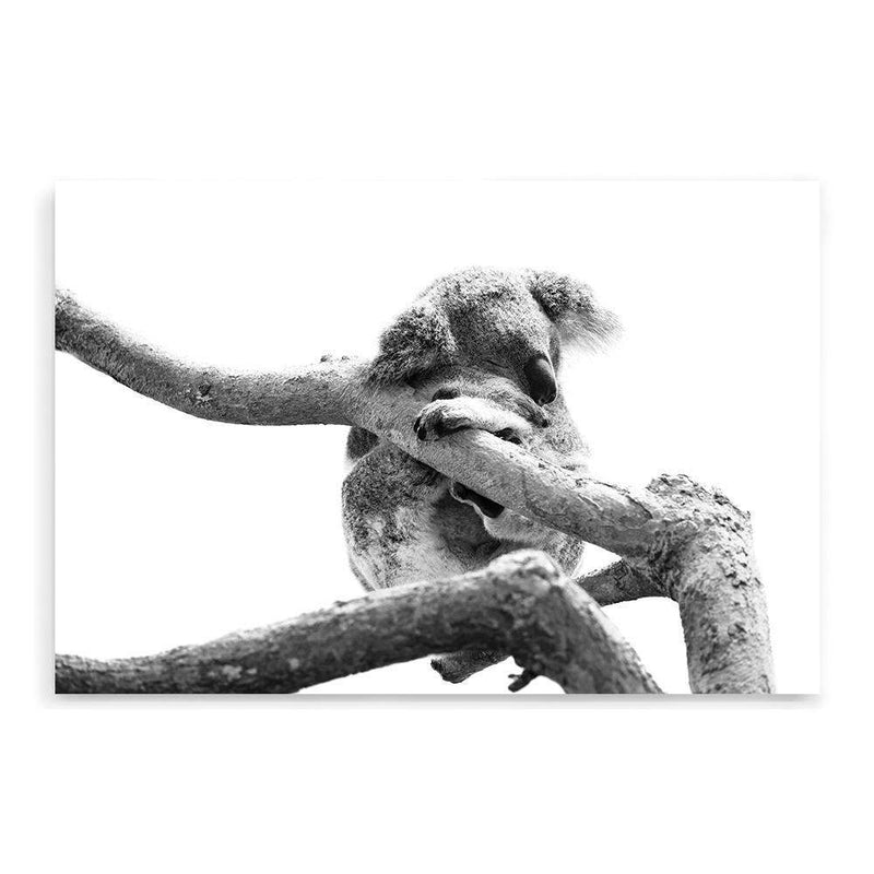 Sleeping Koala II-The Paper Tree-animal,australia,australian,australian native,australiana,black,black & white,hamptons,koala,koala bear,landscape,monochrome,nature,premium art print,wall art,Wall_Art,Wall_Art_Prints