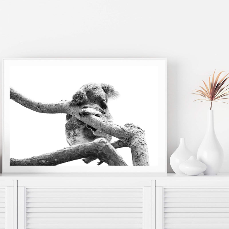 Sleeping Koala II-The Paper Tree-animal,australia,australian,australian native,australiana,black,black & white,hamptons,koala,koala bear,landscape,monochrome,nature,premium art print,wall art,Wall_Art,Wall_Art_Prints