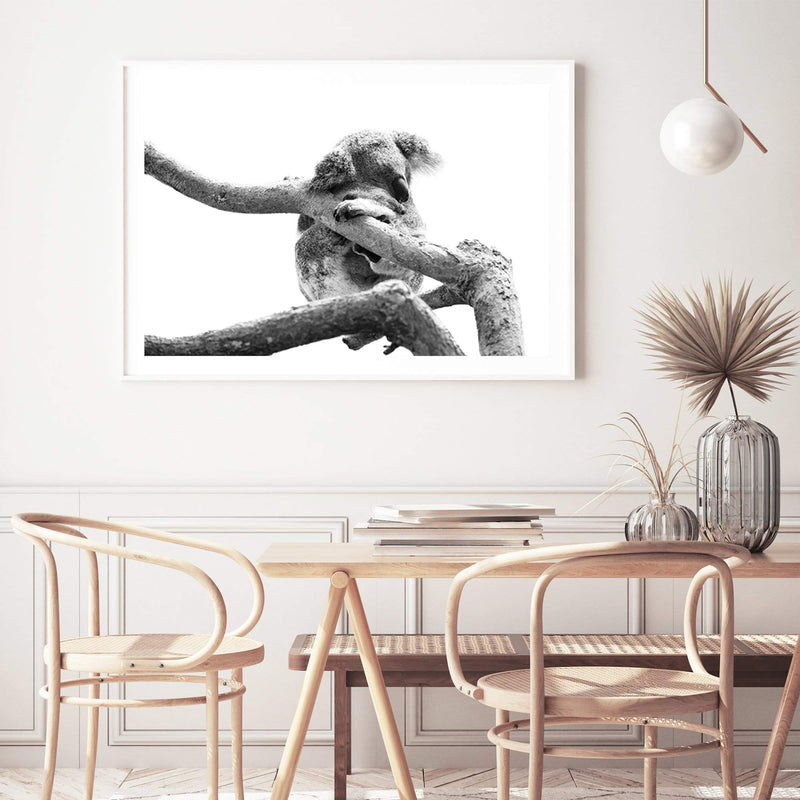 Sleeping Koala II-The Paper Tree-animal,australia,australian,australian native,australiana,black,black & white,hamptons,koala,koala bear,landscape,monochrome,nature,premium art print,wall art,Wall_Art,Wall_Art_Prints