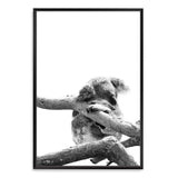 Sleeping Koala-The Paper Tree-animal,australia,australian,australian native,australiana,black,black & white,hamptons,koala,koala bear,monochrome,nature,portrait,premium art print,wall art,Wall_Art,Wall_Art_Prints