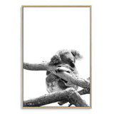 Sleeping Koala-The Paper Tree-animal,australia,australian,australian native,australiana,black,black & white,hamptons,koala,koala bear,monochrome,nature,portrait,premium art print,wall art,Wall_Art,Wall_Art_Prints