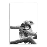 Sleeping Koala-The Paper Tree-animal,australia,australian,australian native,australiana,black,black & white,hamptons,koala,koala bear,monochrome,nature,portrait,premium art print,wall art,Wall_Art,Wall_Art_Prints